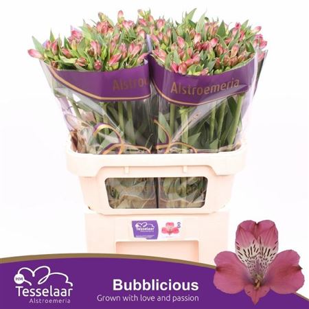 Alstroemeria Bubblicious (10 Stems)