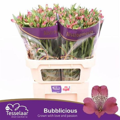 Alstroemeria Bubblicious (10 Stems)