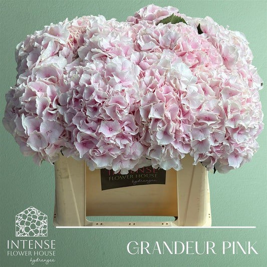 Hydrangea M Royal Grandeu