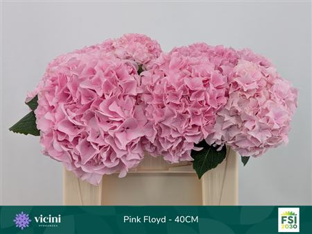 Hydrangea M Pink Floyd