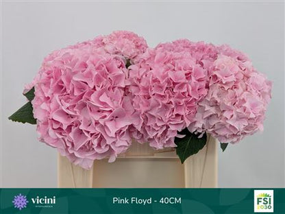 Hydrangea M Pink Floyd
