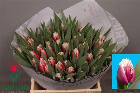 Tulip Fr San Leandro