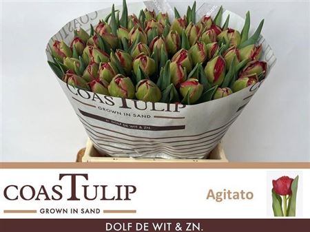 Tulip Coast Du Agitato