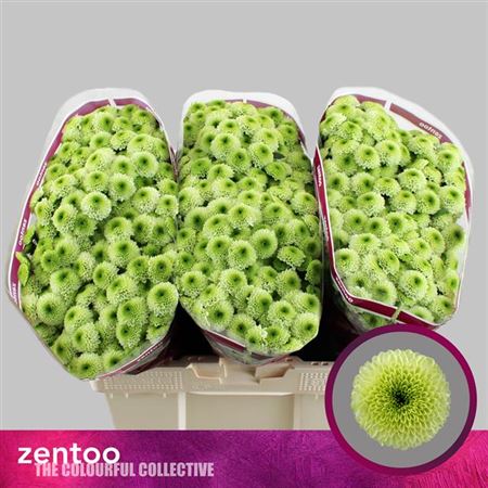 Chrysanthemum Santini Bumper