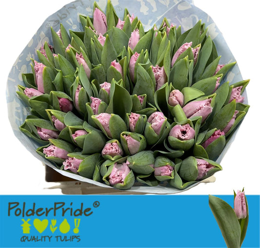 Tulip Fr Pink Shredder New