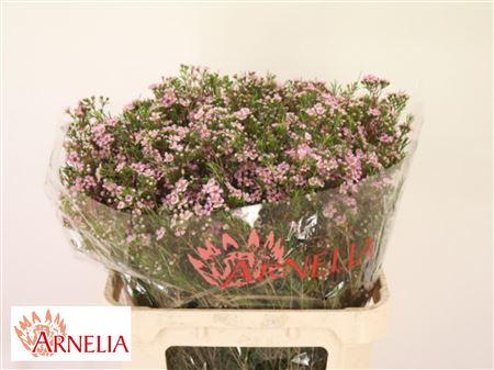 Chamelaucium - Chamelaucium - Purple