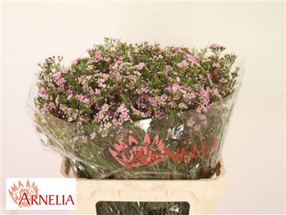 Chamelaucium - Chamelaucium - Purple