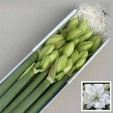 FeedSync:wholesale:0de2b48fd6fa9003984778225aa5e2bc1bf7132d