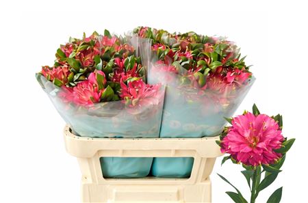 FeedSync:wholesale:11b8f159b731fac1da83ce8d13ca5ca9df9c0f1a