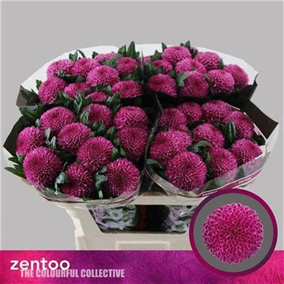 Chrysanthemum G Roxo