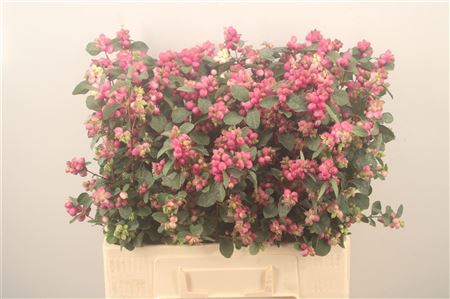Symphoricarpos - Symphoricarpos