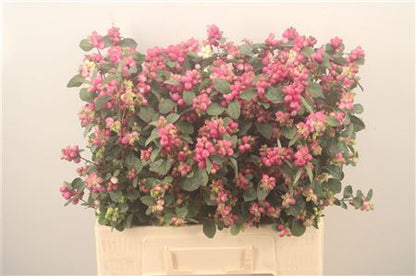 Symphoricarpos - Symphoricarpos