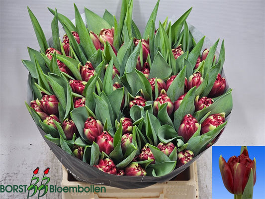 Tulip Du Red Eye