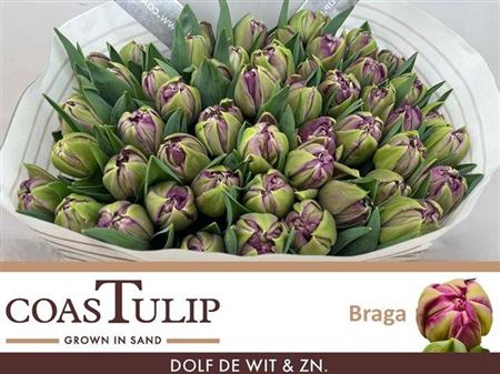 Tulip Coast Du Braga