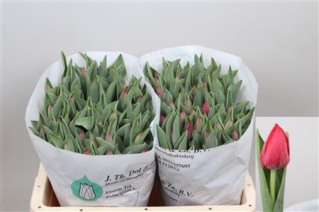 Tulip Pacha Red