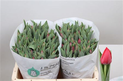 Tulip Pacha Red