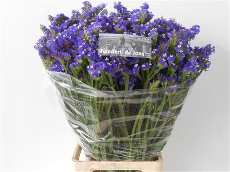 Statice - Limonium sinuatum - Midnight Wings