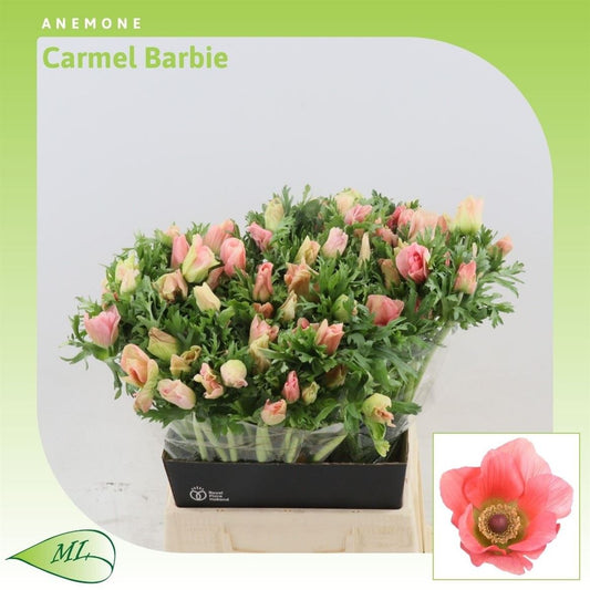 Anemone Co Carmel Barbi
