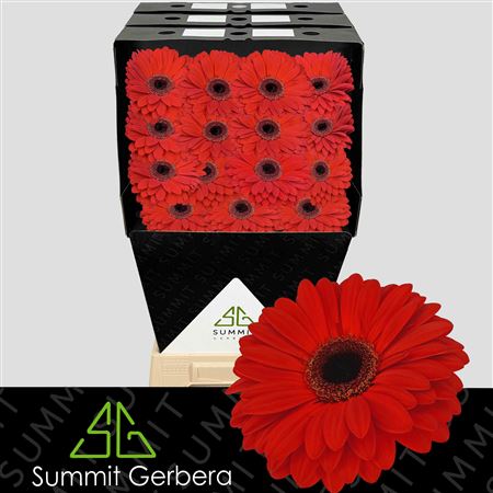 FeedSync:wholesale:a5af0defcd4ec905c1c4be72310bec9eb55b3f4e