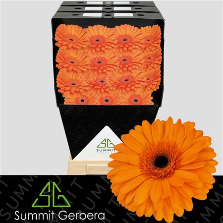 Gerbera - Gerbera - Large Flowered
