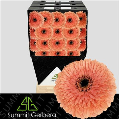 FeedSync:wholesale:62540ec89975203c17a86ce882de0c028601c006