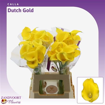 Calla Lily - Zantedeschia - Zantedeschia