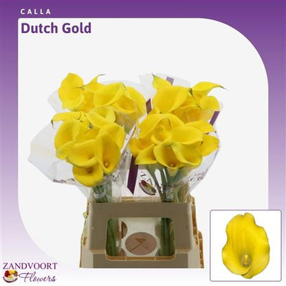 Calla Lily - Zantedeschia - Zantedeschia