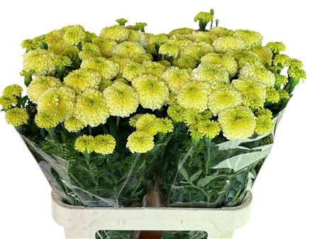 FeedSync:wholesale:60c26eb0cd59d9f1ac73c18e8adce7617ea0dc96