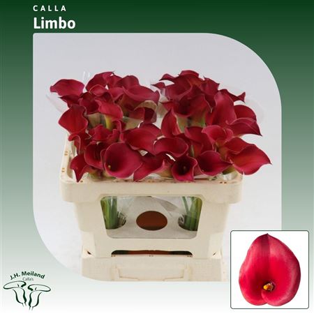 FeedSync:wholesale:7af2a31f076df0ebd786457b3dc1aaa76365b87b