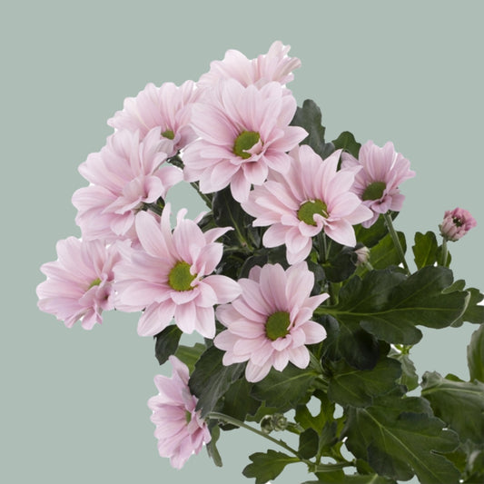 Chrysanthemum Babe (20 Stems)