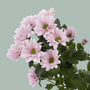Chrysanthemum Spray Babe