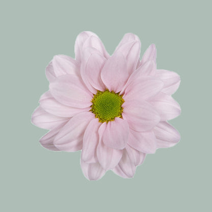 Chrysanthemum Spray Babe