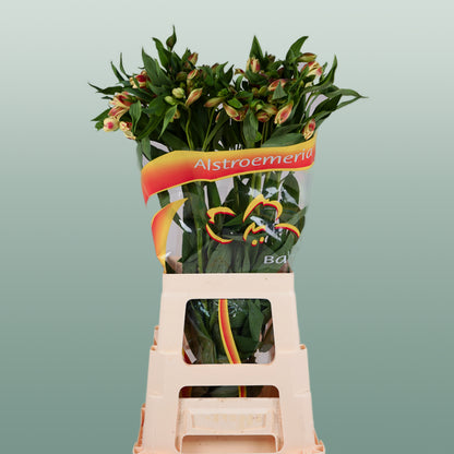 Alstroemeria Bali (10 Stems)
