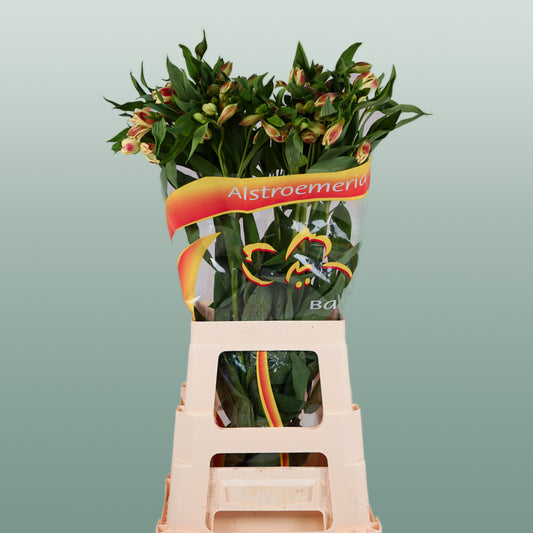Alstroemeria Bali (10 Stems)