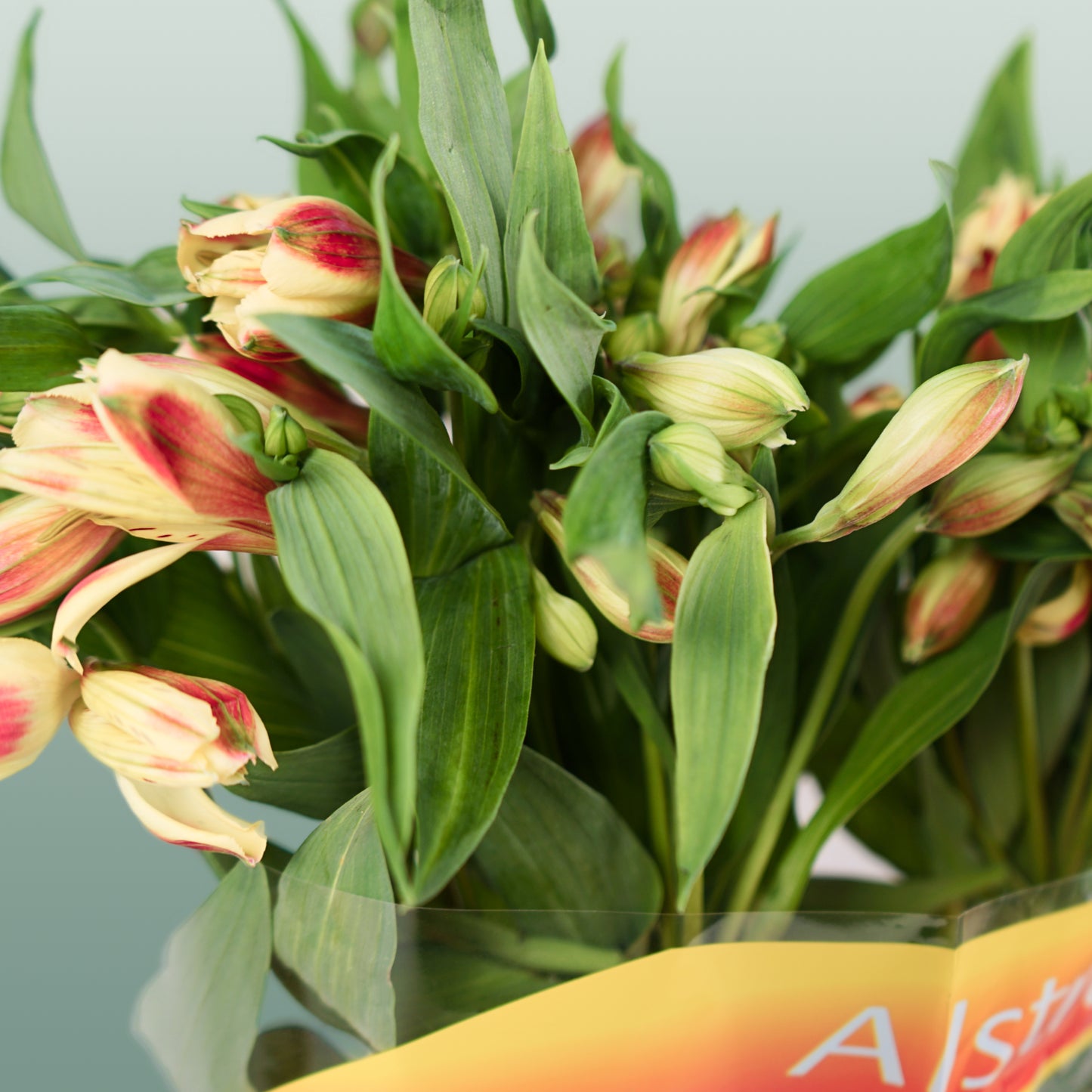 Alstroemeria Bali (10 Stems)