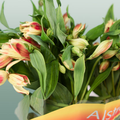 Alstroemeria Bali (10 Stems)