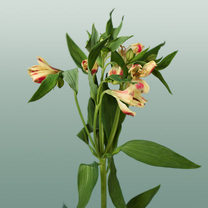 Alstroemeria Bali (10 Stems)
