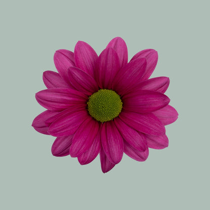 Chrysanthemum Spray Ballerina Dark