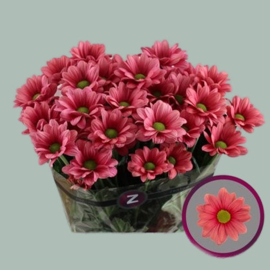 Chrysanthemum Ballerina Cherry (20 Stems)