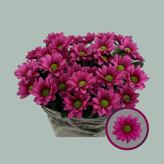 Chrysanthemum Ballerina Dark (20 Stems)