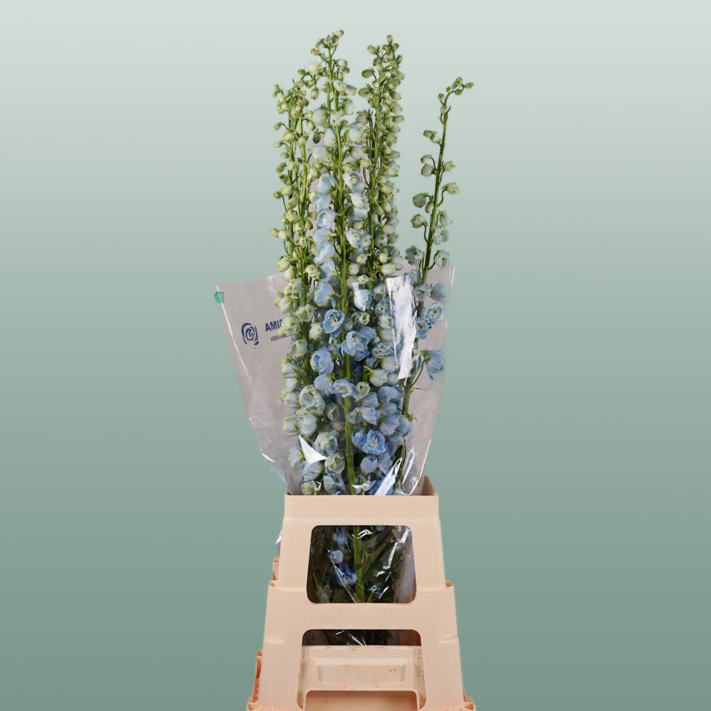 Blue Delphinium ‘Ballkleid’ – 70cm Stems
