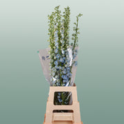 Blue Delphinium ‘Ballkleid’ – 70cm Stems