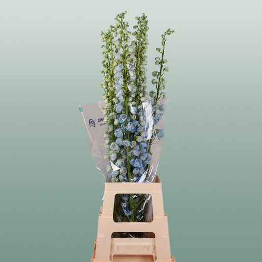Delphinium Ballkleid (10 Stems)