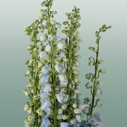 Delphinium Ballkleid (10 Stems)