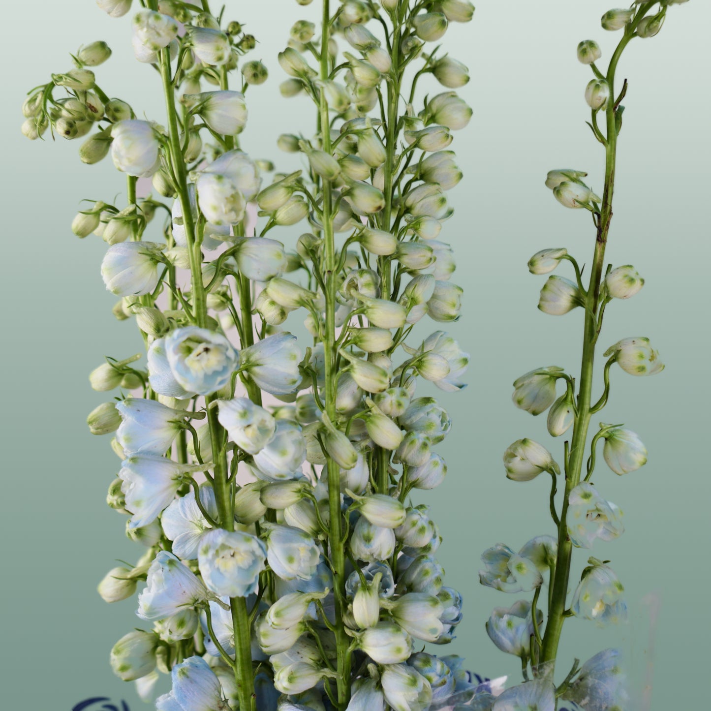 Delphinium Ballkleid (10 Stems)