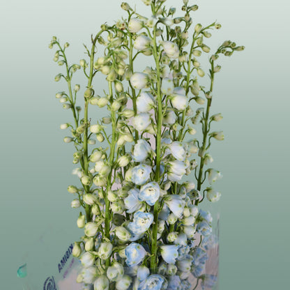 Delphinium Ballkleid (10 Stems)