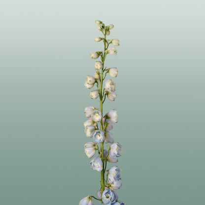 Delphinium Ballkleid (10 Stems)