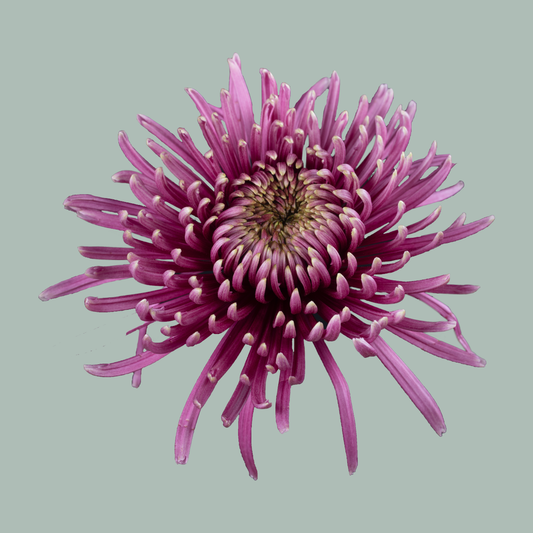 Chrysanthemum Baltazar Instense (10 Stems)