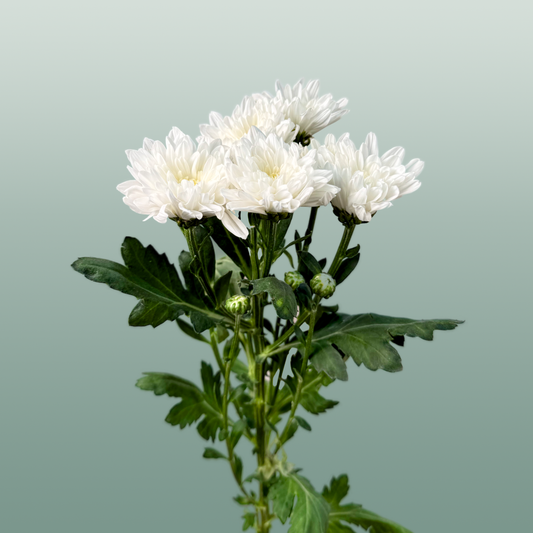 Chrysanthemum Spray Baltica/ White