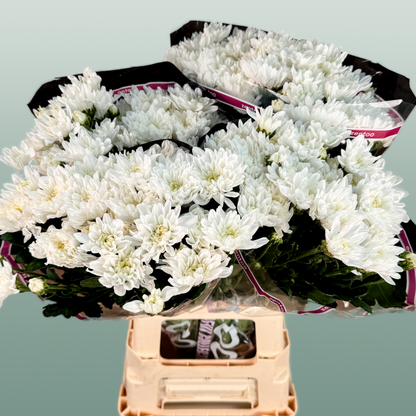 Chrysanthemum Spray Baltica/ White